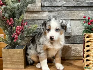 Australian Shepherd dogs Annie Blue - Ad 35