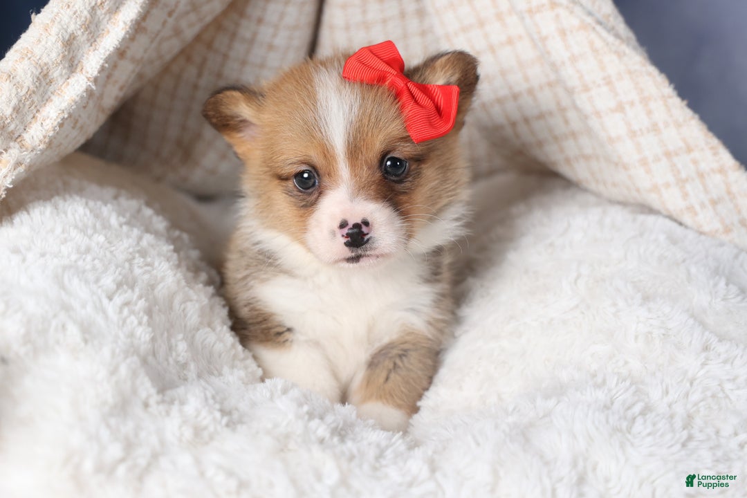 Welsh Corgi Pembroke dogs for sale: RAMBO - Ad 8