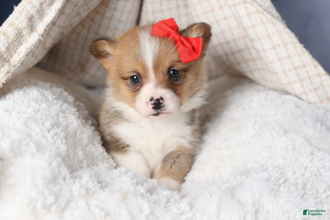 Welsh Corgi Pembroke dogs for sale: RAMBO - Ad 9