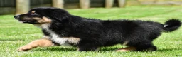Australian Shepherd dogs for sale: Carson - Ad 4