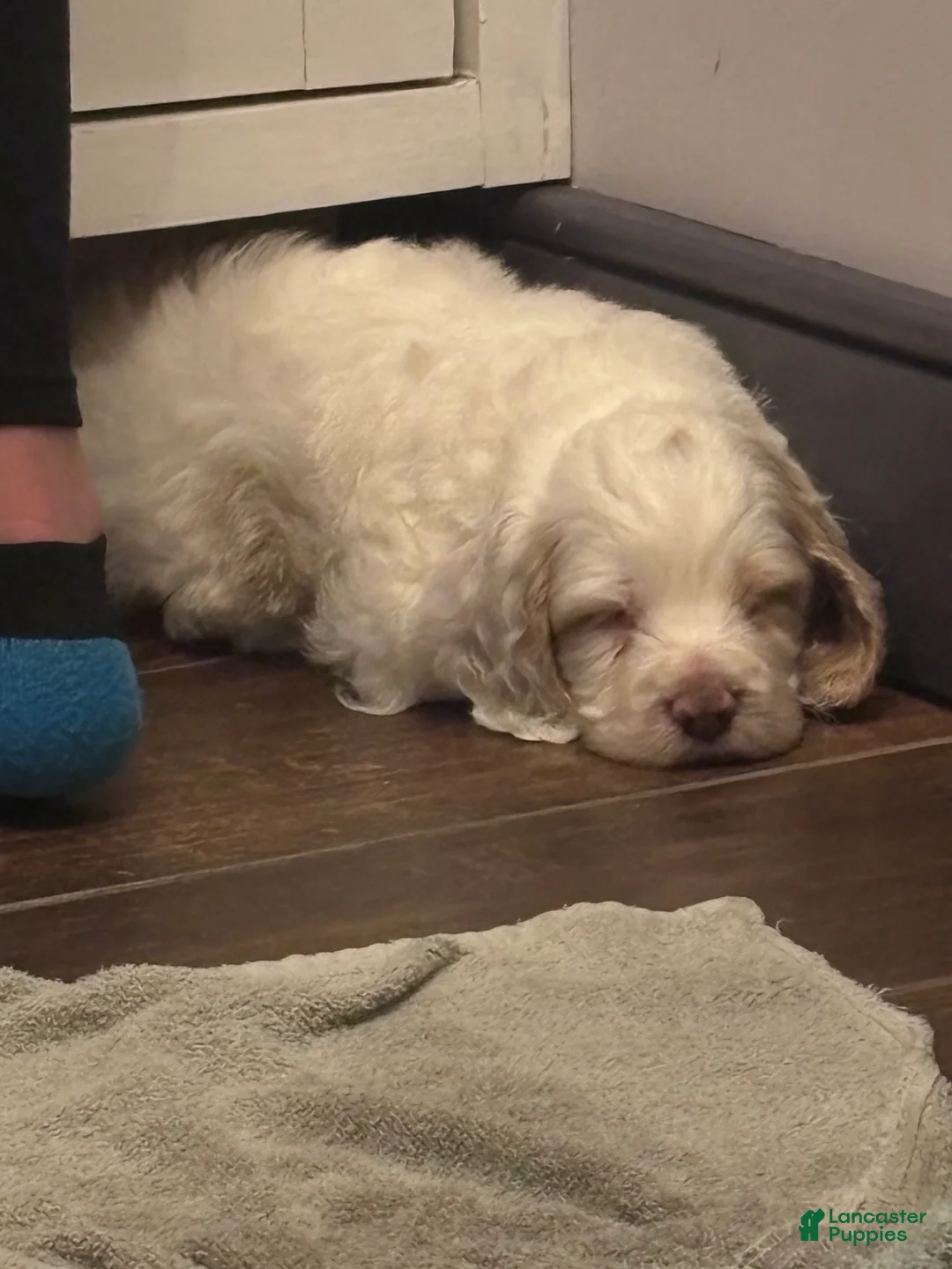 Cockapoo dogs for sale: Goliath  - Ad 5