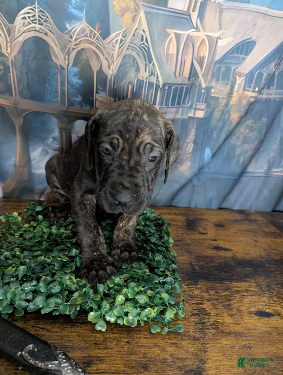 Great Dane dogs for sale: Arwen Brindle Female Great Dane Puppy  - Ad 5
