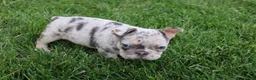 French Bulldog dogs for sale: Luna - Ad 1