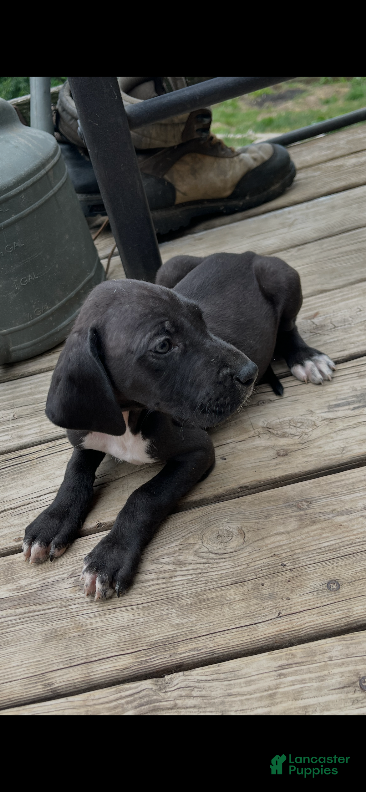Great Dane dogs Hefty - Ad 1
