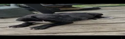 Great Dane dogs for sale: Hefty - Ad 1
