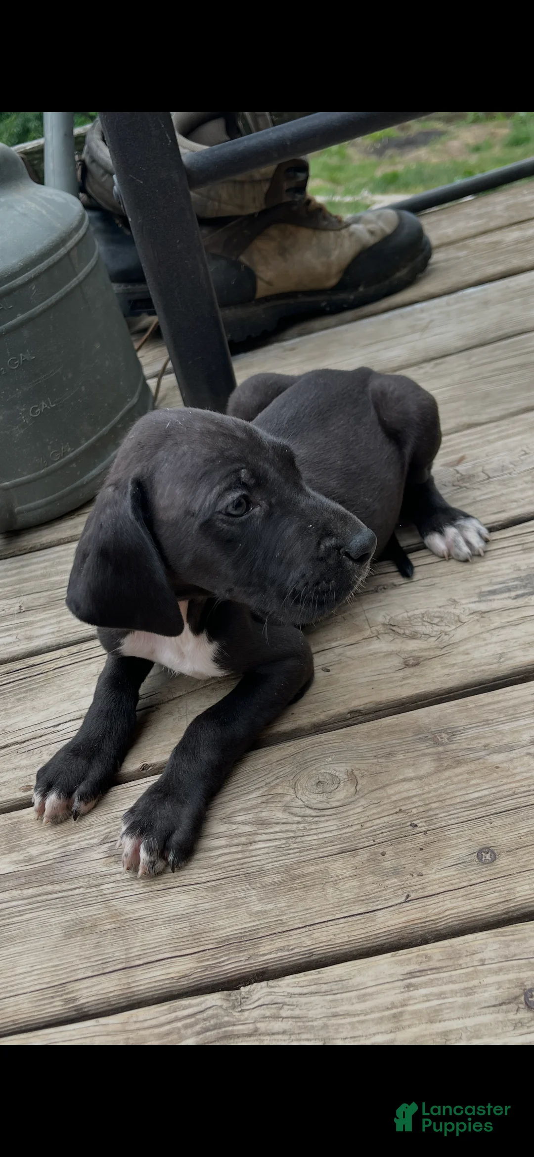 Great Dane dogs for sale: Hefty - Ad 1