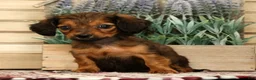 Miniature Dachshund dogs for sale: Teddy - Ad 2