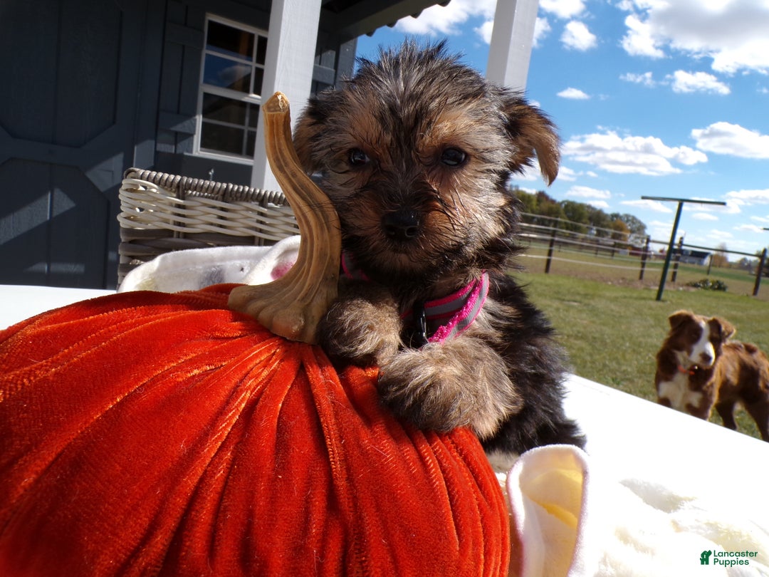 Yorkshire Terrier dogs for sale: Yorkshire Terrier Puppy 1 Celeste - Ad 3