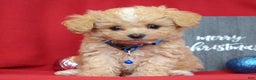 Maltipoo dogs for sale: Jax - Ad 3