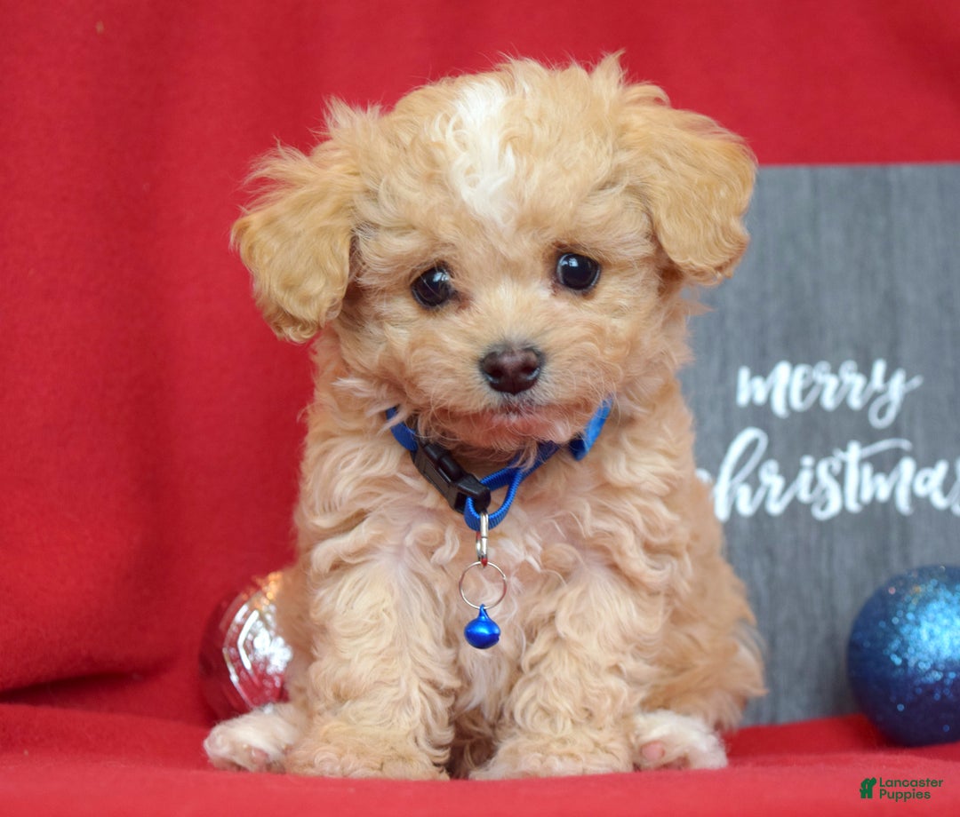 Maltipoo dogs for sale: Jax - Ad 3