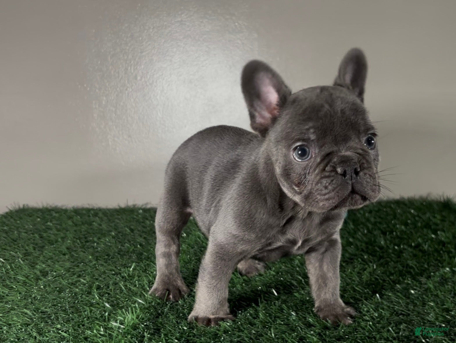 French Bulldog dogs Dash - Ad 1