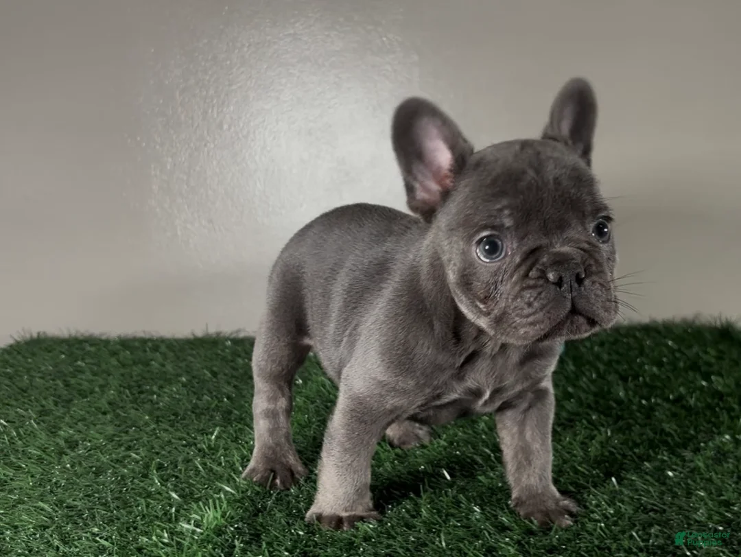 French Bulldog dogs for sale: Dash - Ad 1