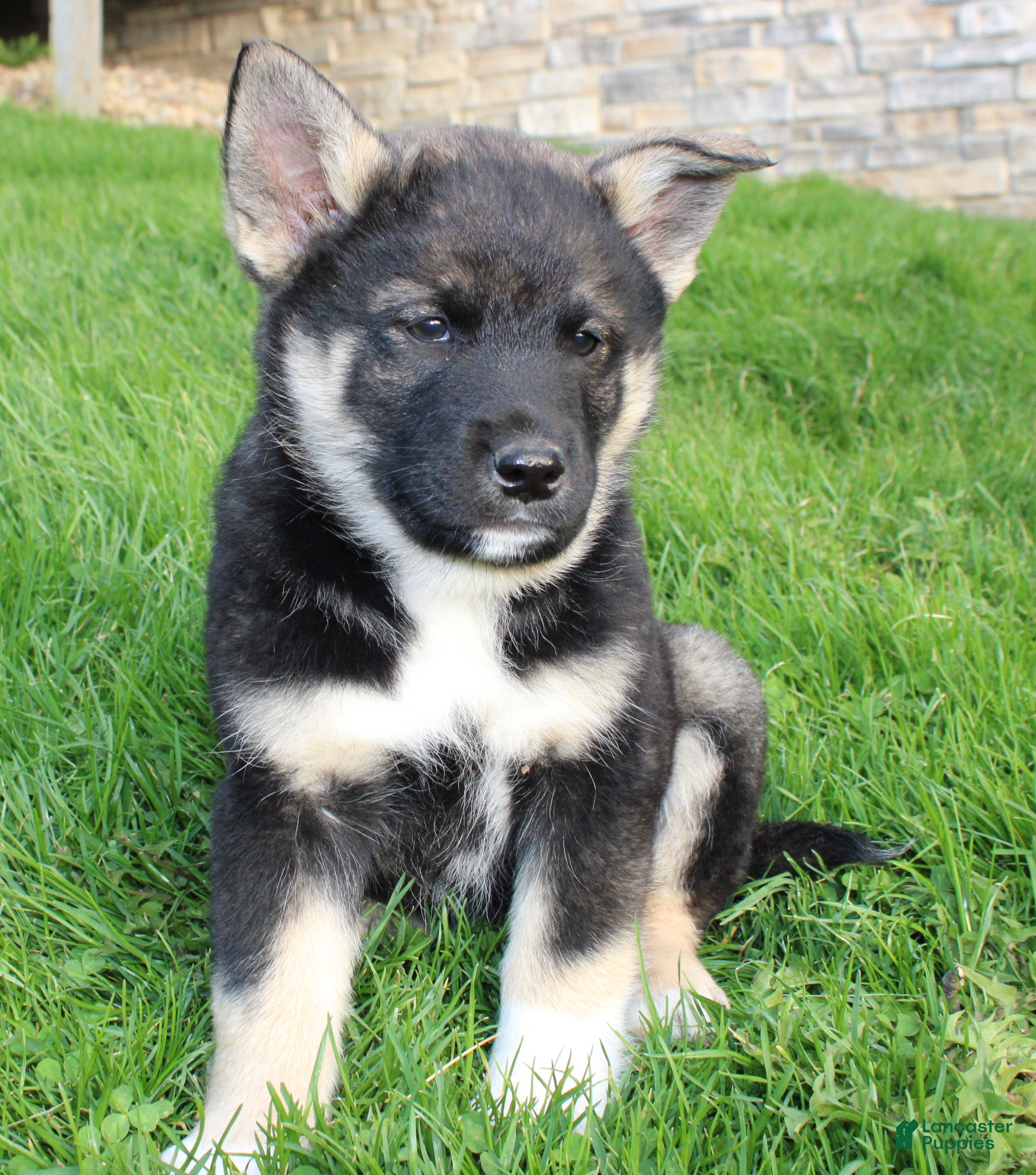 Mixed Breed dogs chole - Ad 2