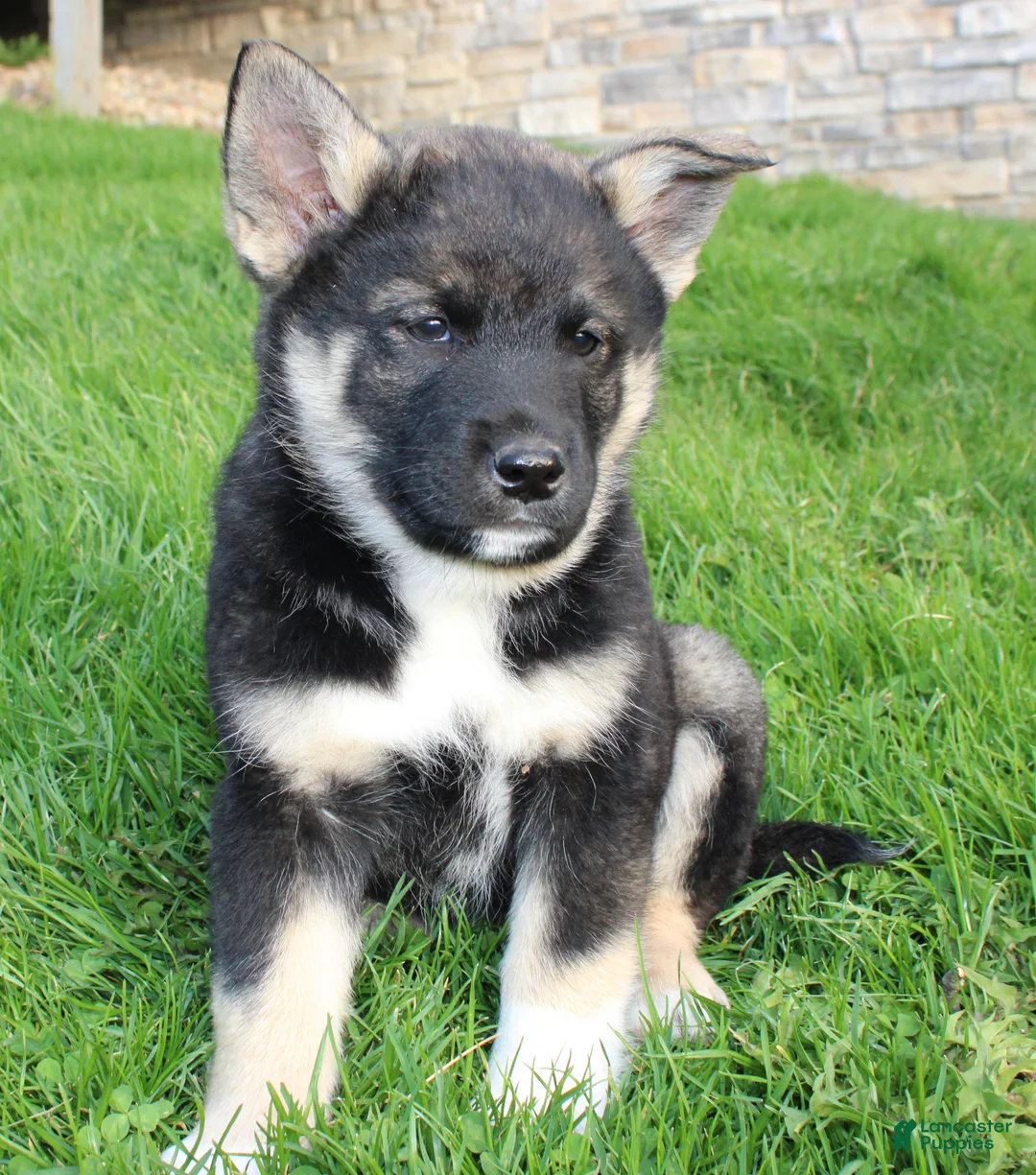 Mixed Breed dogs for sale: chole - Ad 2