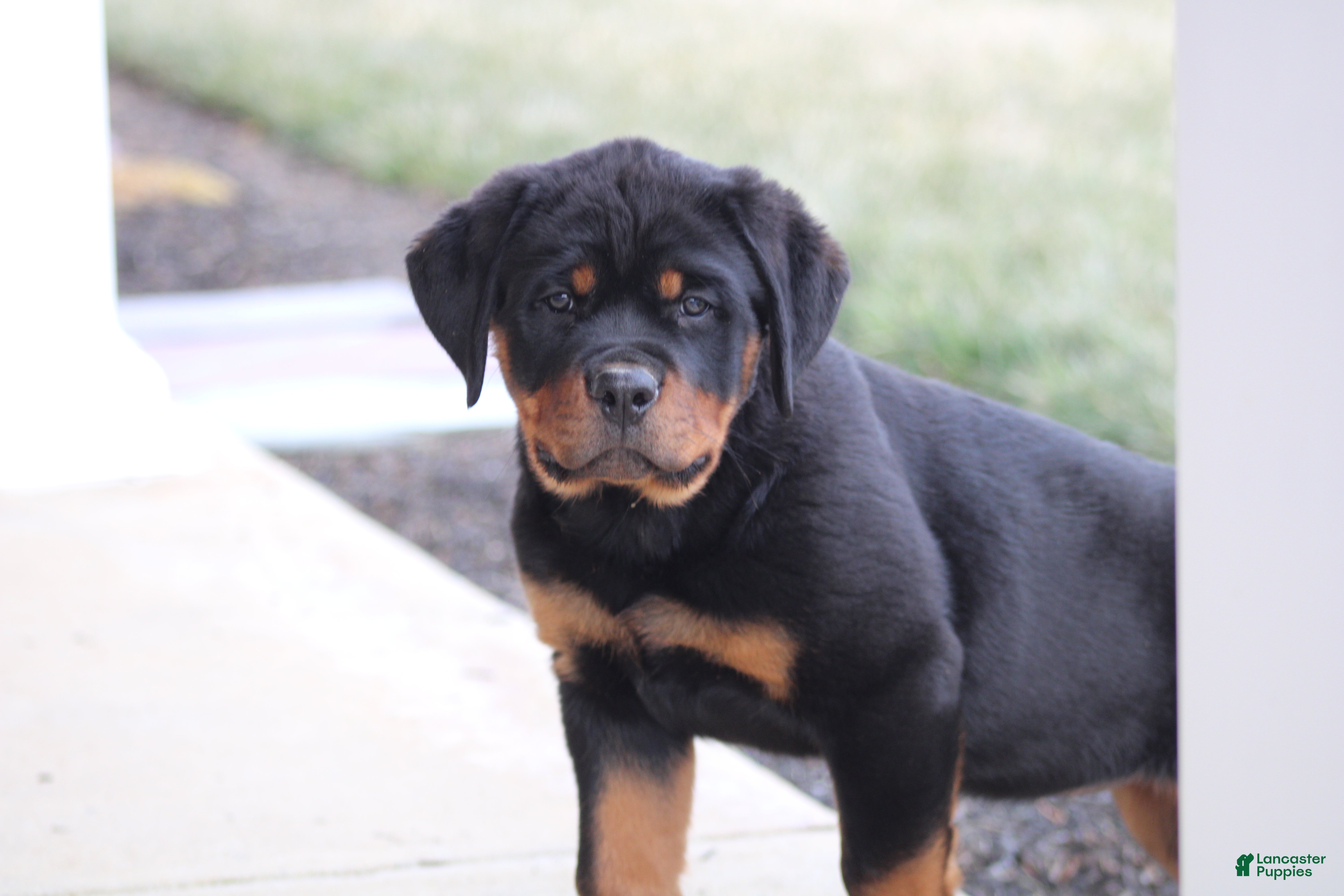 Rottweiler dogs Harmony - Ad 29