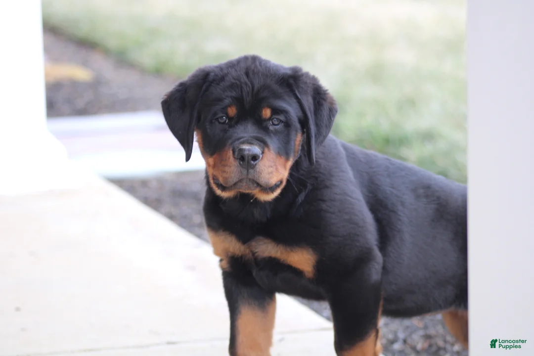Rottweiler dogs for sale: Harmony - Ad 2