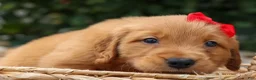 Golden Retriever dogs for sale: Quinton💙 - Ad 10