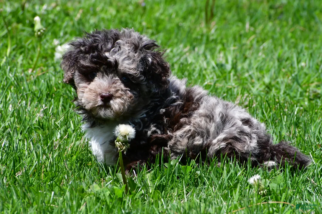 Miniature Poodle dogs for sale: Travis - Ad 1