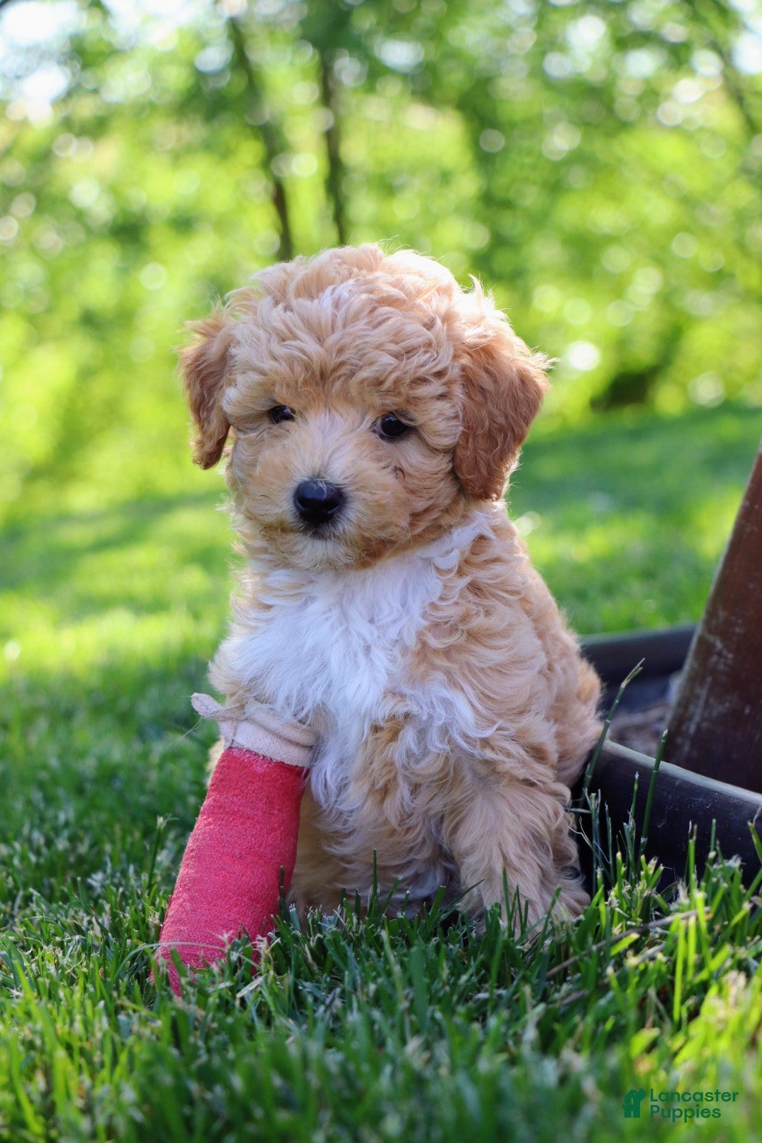 Mixed Breed dogs Buddy-hypoallergenic - Ad 2