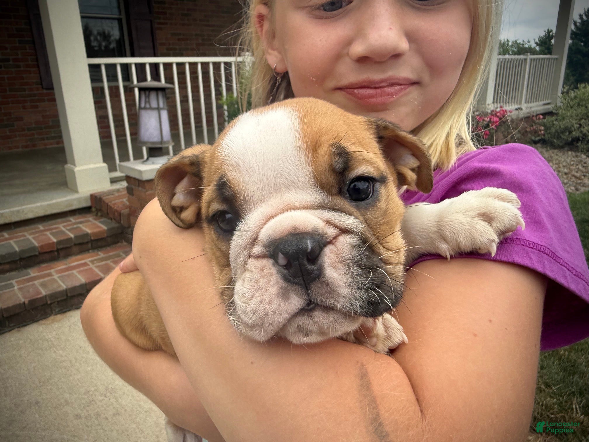 English Bulldog dogs Rudy - Ad 2