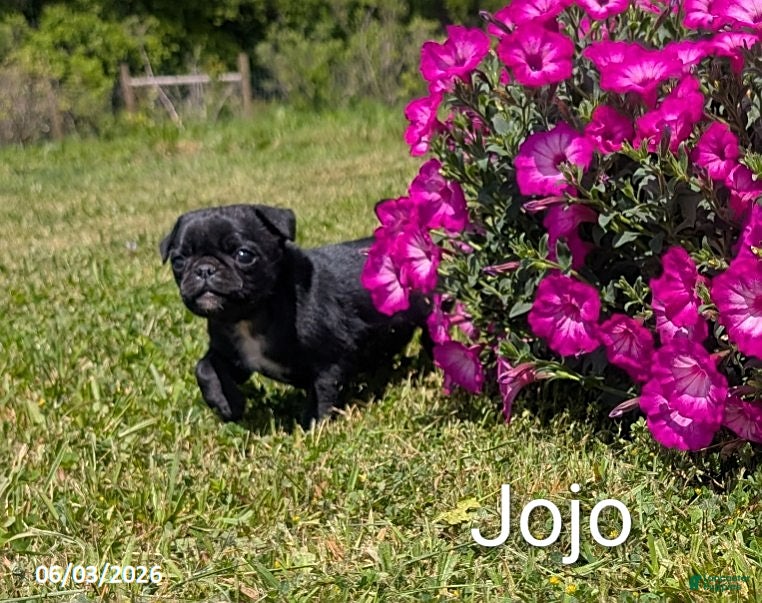 Pug dogs for sale: Jojo - Ad 1