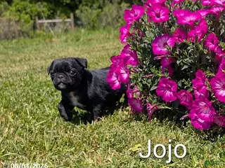 Pug dogs for sale: Jojo - Ad 3