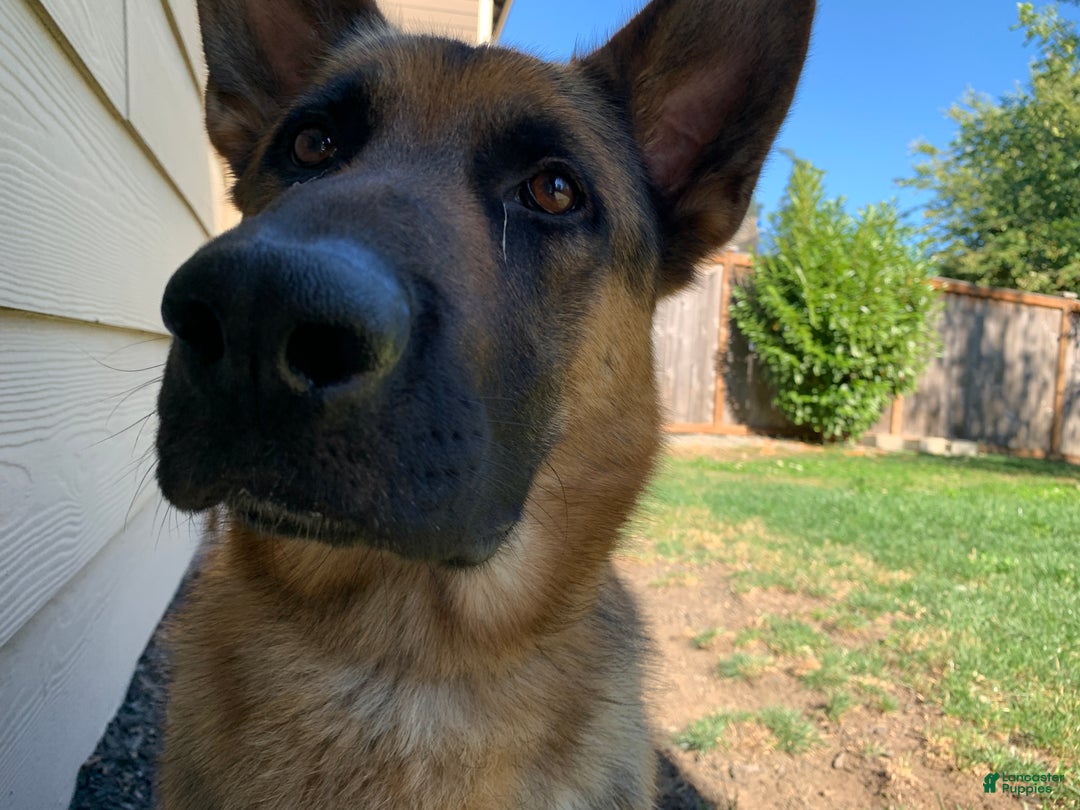 German Shepherd dogs for sale: German Shepherd Puppy 1 - Ad 4