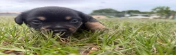 Mixed Breed dogs for sale: Beef - Ad 9