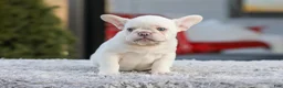 French Bulldog dogs for sale: Drake - Ad 4