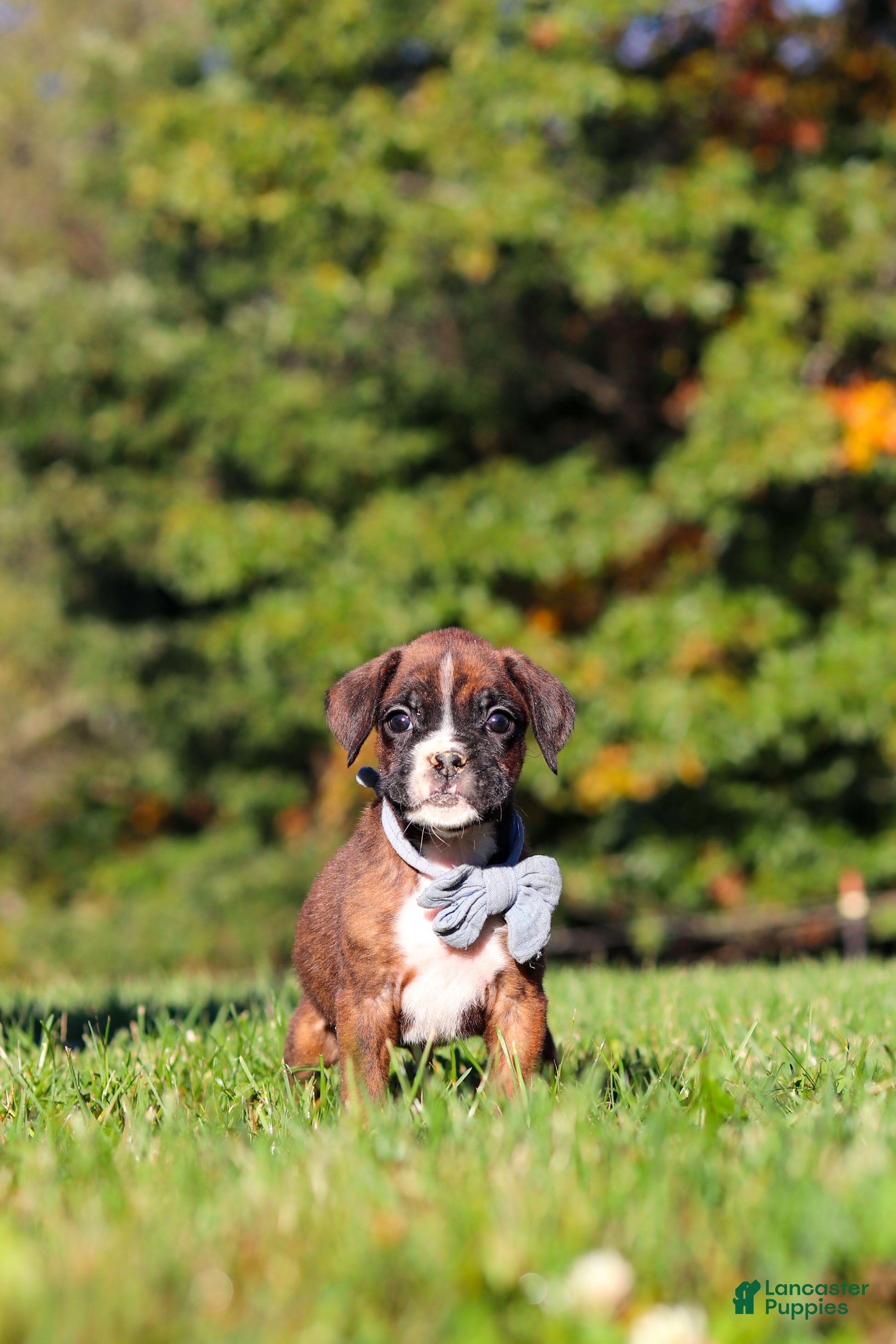 Boxer dogs Benji - Ad 2
