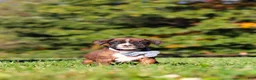 Boxer dogs for sale: Benji - Ad 2