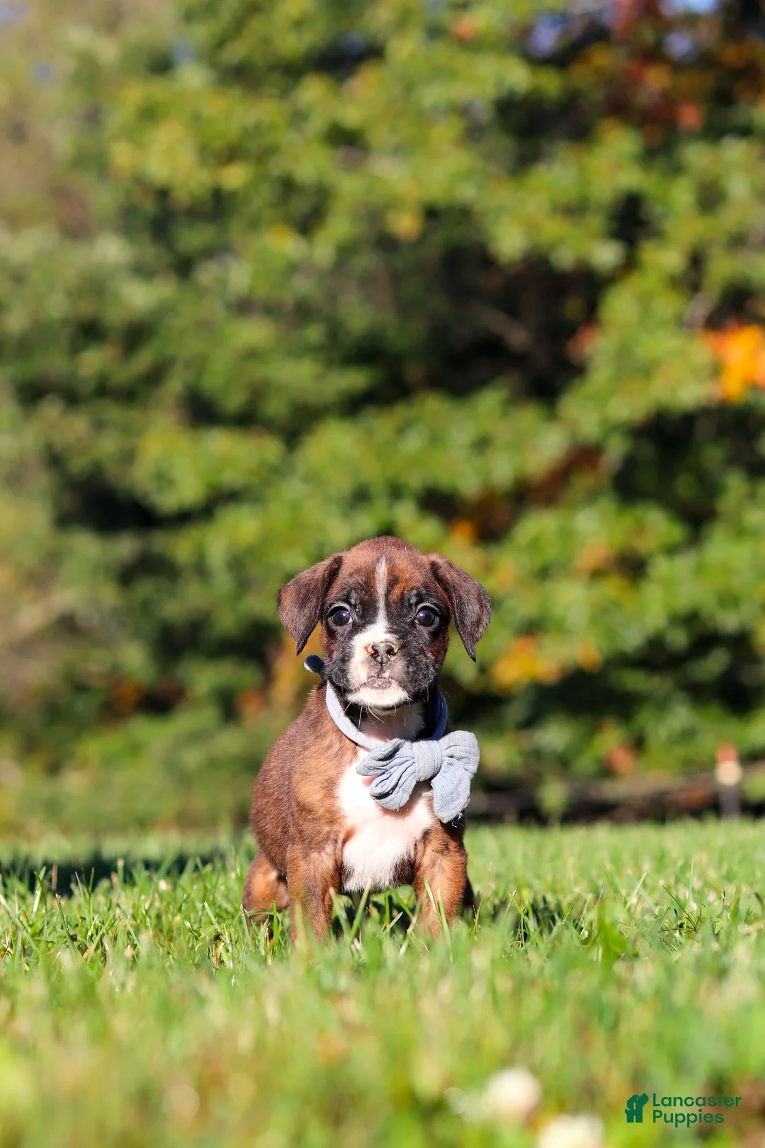 Boxer dogs for sale: Benji - Ad 2