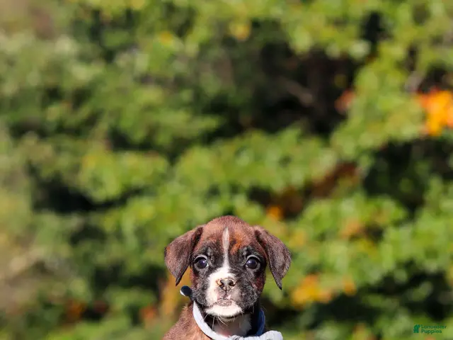 Boxer dogs Benji - Ad 2