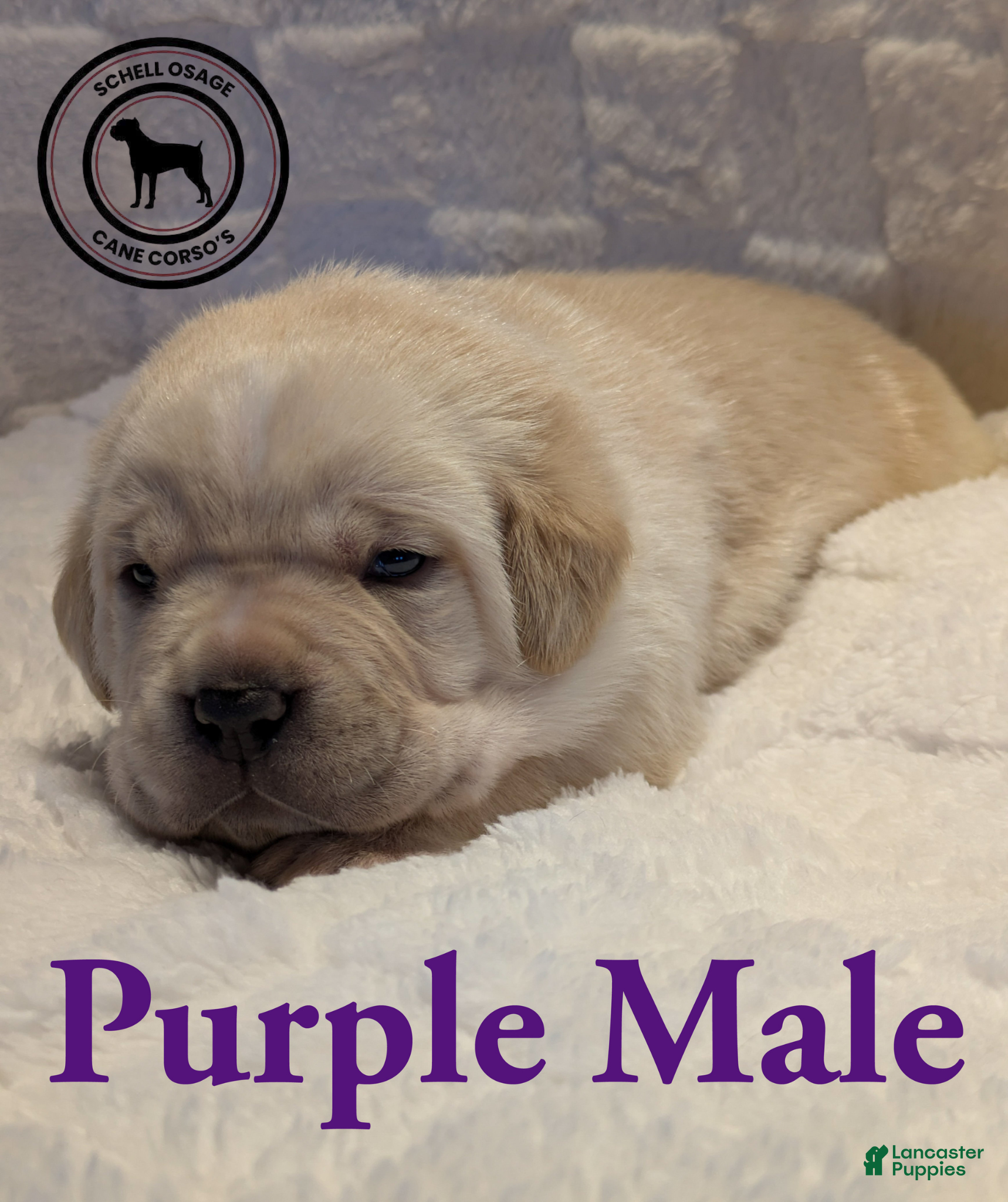 Cane Corso dogs Purple  - Ad 7