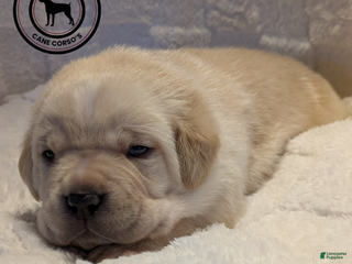 Cane Corso dogs Purple - Ad 7