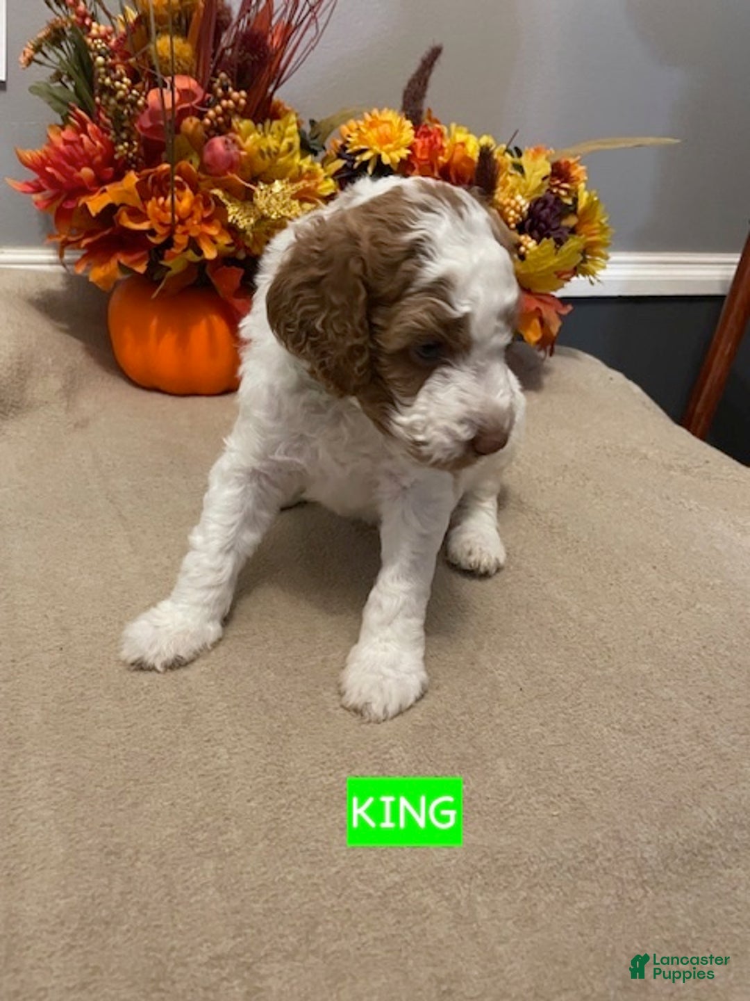Miniature Labradoodle dogs for sale: Labradoodle Puppy 3 - Ad 9