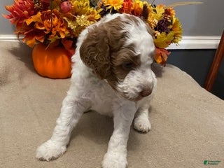 Miniature Labradoodle dogs - Ad 10