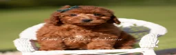 Toy Poodle dogs for sale: Lumi AKC - Ad 5