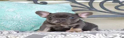 French Bulldog dogs for sale: Zoey - Ad 3