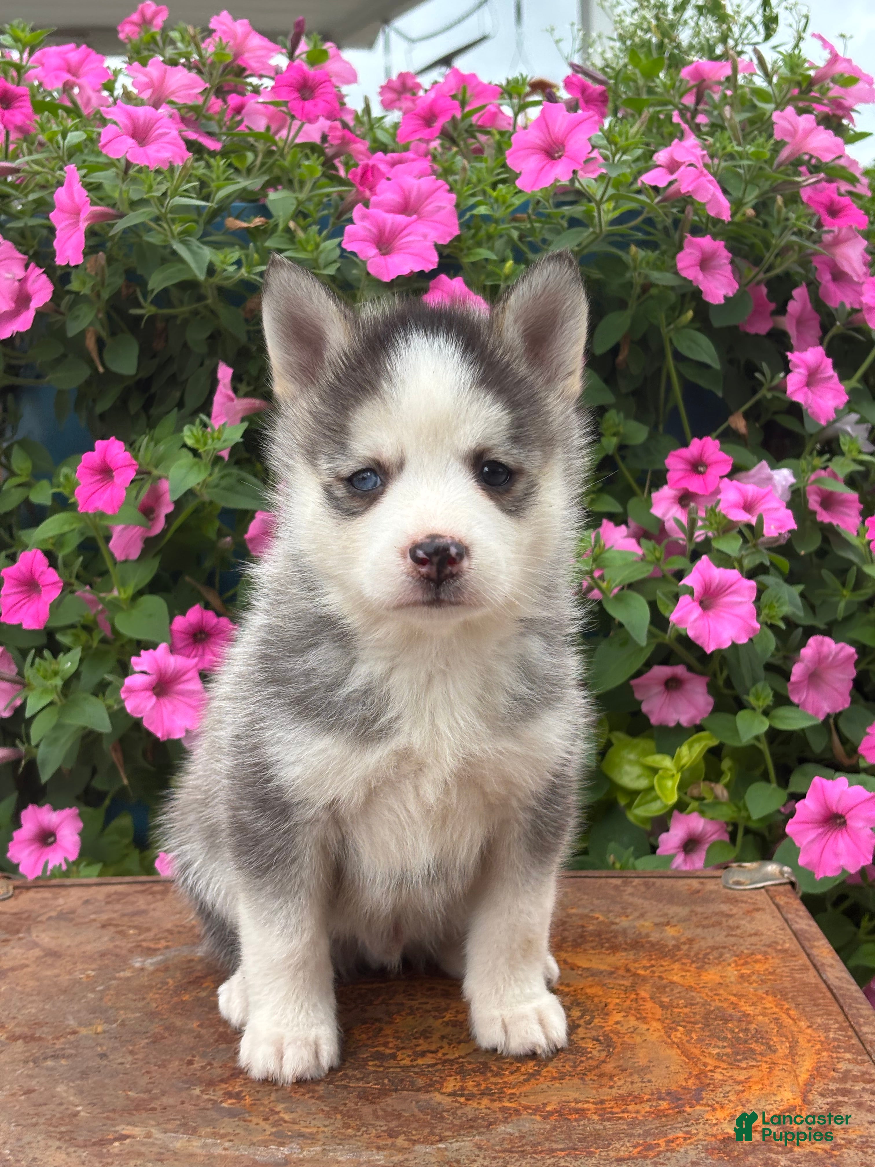 Pomsky dogs Saint - Ad 1