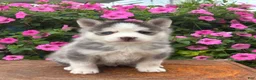 Pomsky dogs for sale: Saint - Ad 1