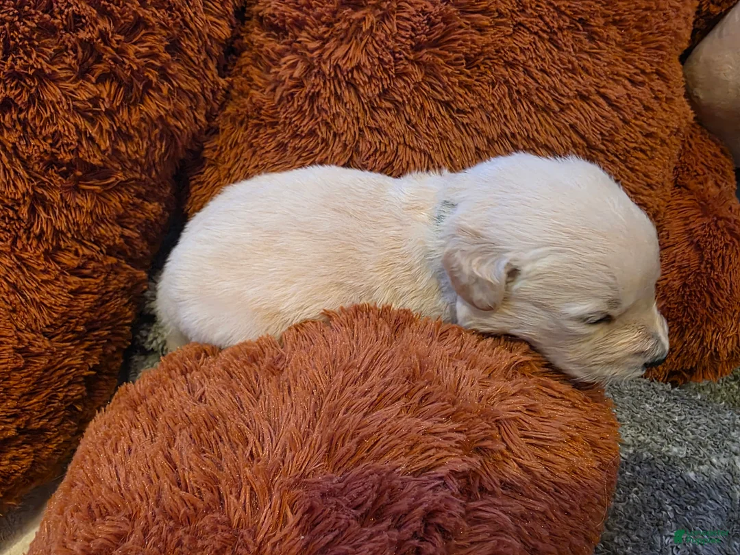 Golden Retriever dogs for sale: Baby boy green - Ad 2