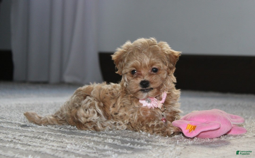 Maltipoo dogs for sale: Kaya - Ad 1