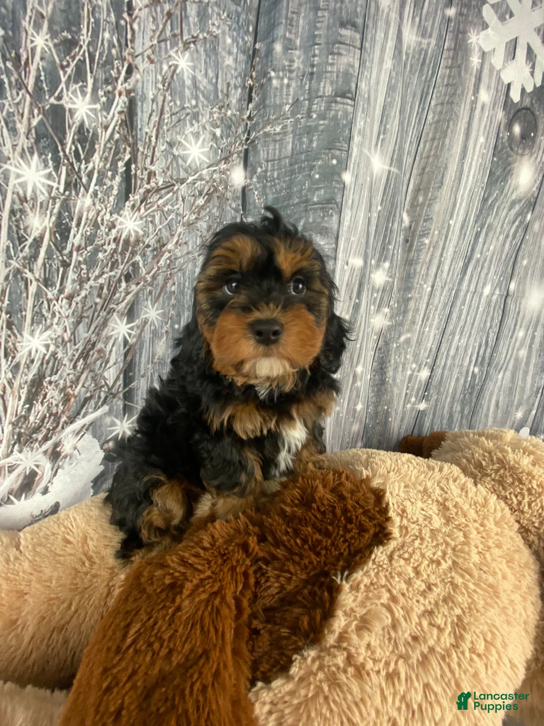 Cavapoo dogs for sale: Remy - Ad 8