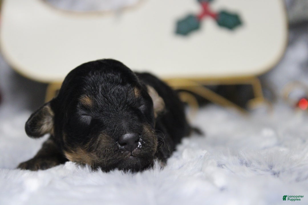 Toy Poodle dogs for sale: Jasper  - Ad 4