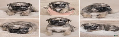 French Bulldog Puppy 4