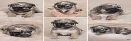 French Bulldog dogs for sale: French Bulldog Puppy 4 - Ad 1