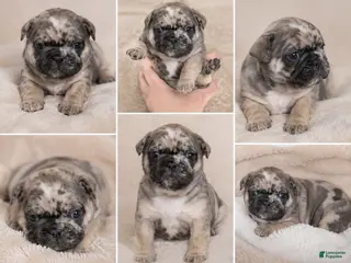 French Bulldog dogs for sale: French Bulldog Puppy 4 - Ad 4