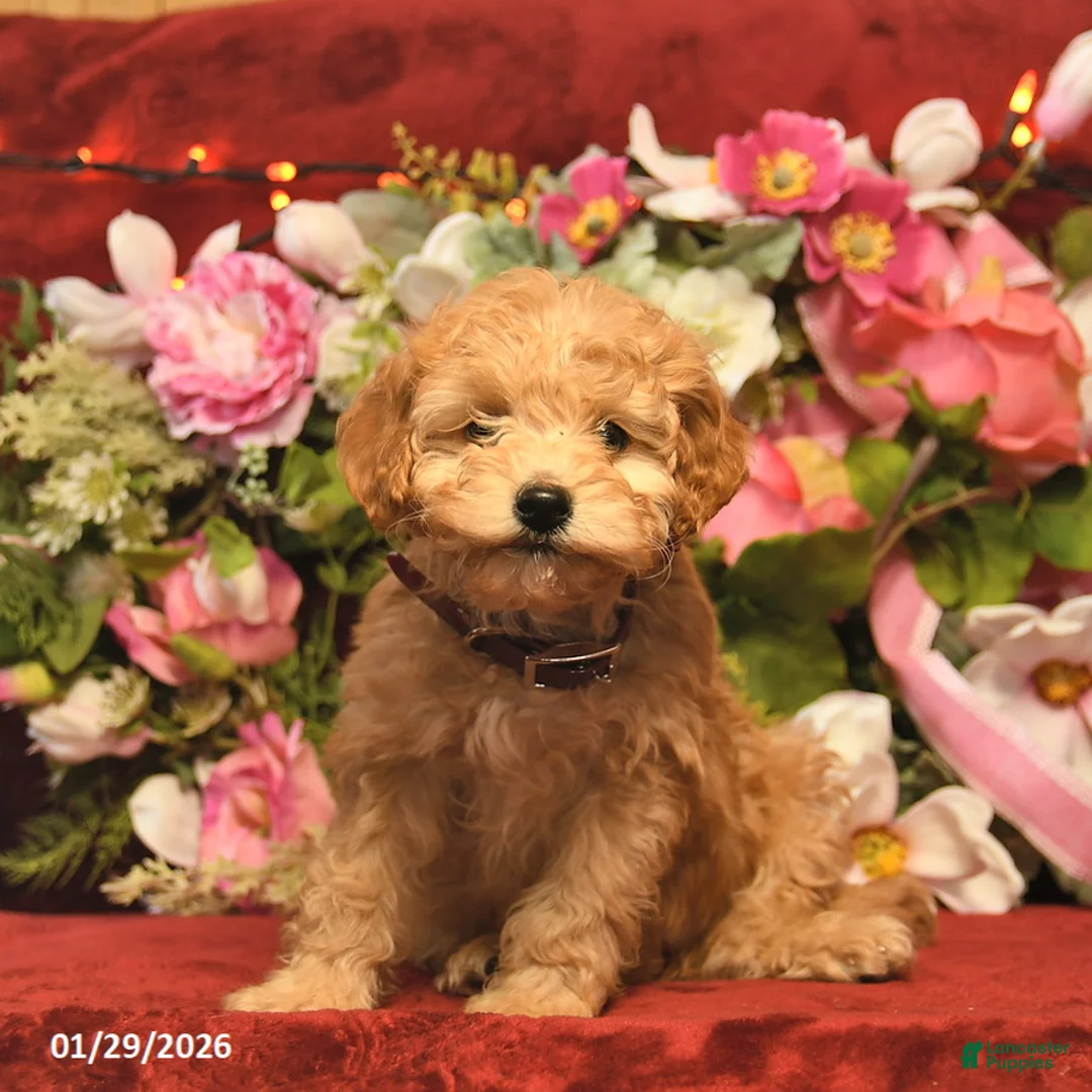 Mini Goldendoodle dogs for sale: Cinderella  - Ad 2
