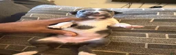American Pit Bull Terrier dogs for sale: Spoty - Ad 2